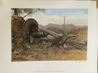Long Courtship - Wild Turkey print by Owen J Brown